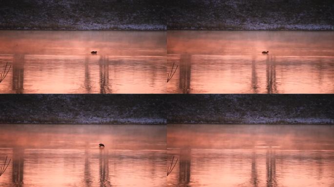 4K实拍夕阳湖面野鸭游荡捕食游泳湖泊美景