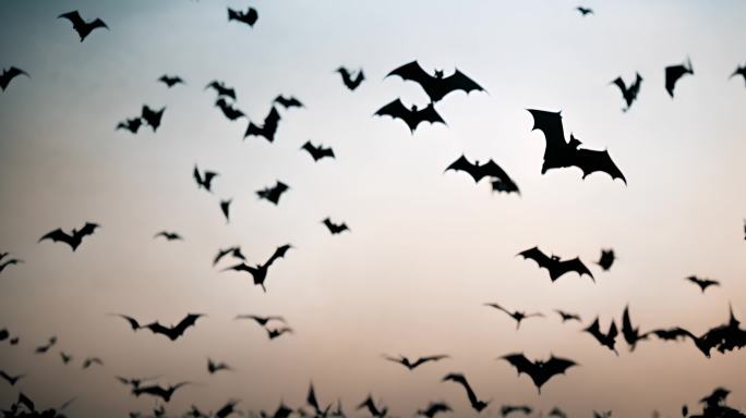 蝙蝠在白色背景上飞行