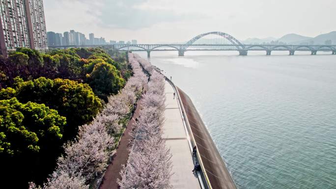 杭州滨江樱花跑道