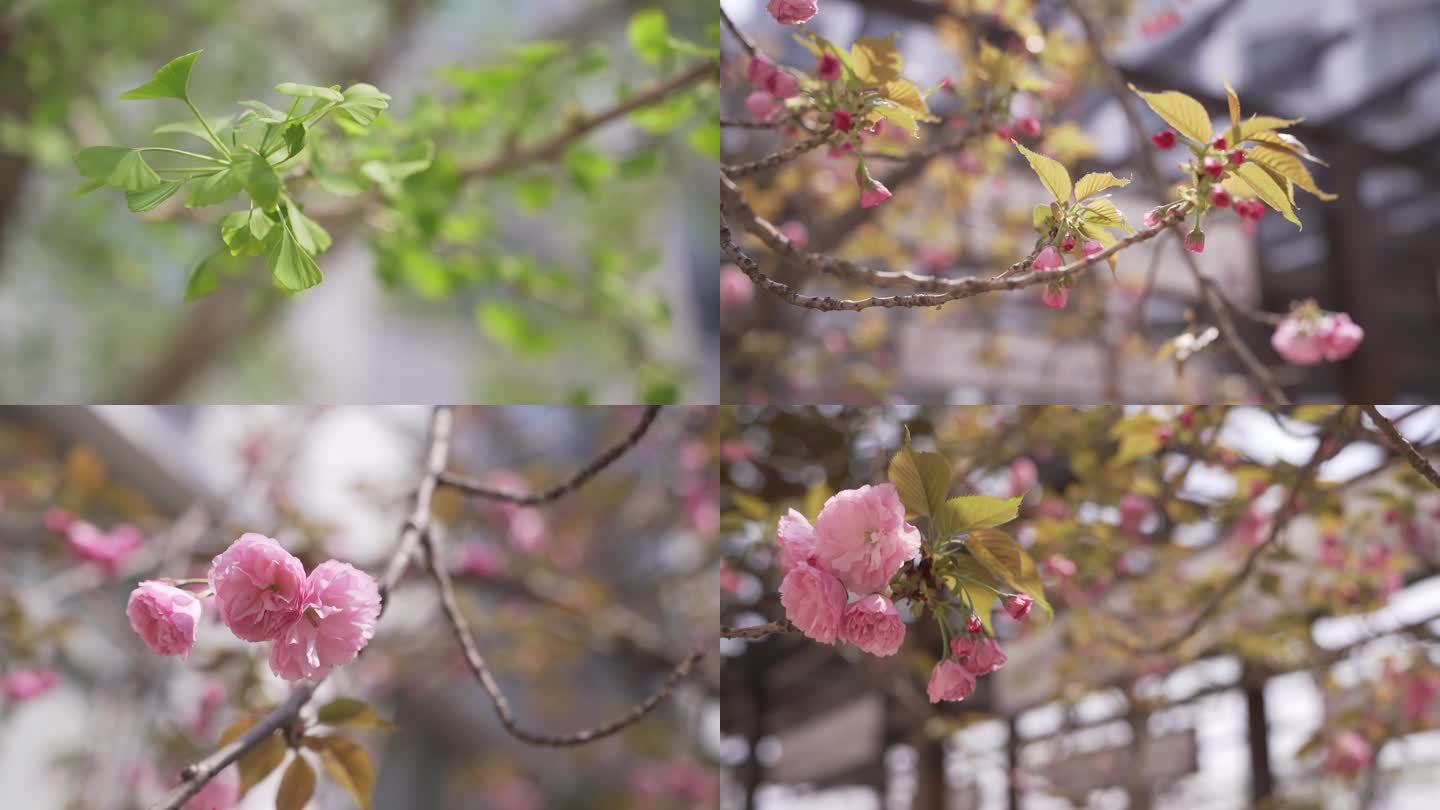 春天花开 蜜蜂采花 盛开