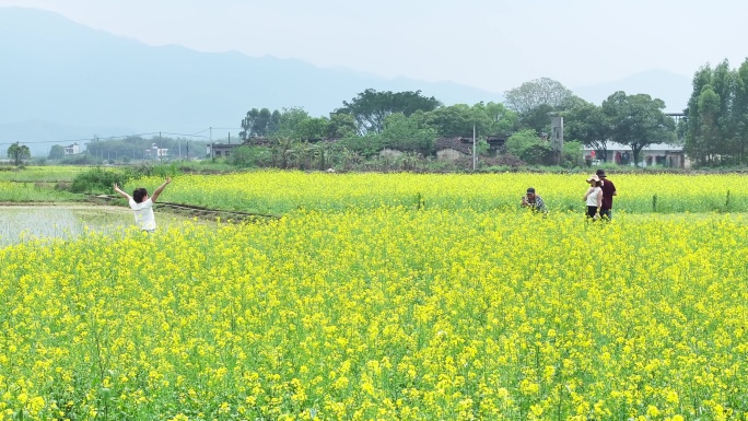 中国广东省韶关市曲江区樟市镇群星村油菜花