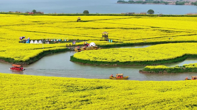 航拍扬州高邮湖上花海油菜花游船小火车长焦