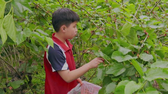 摘桑葚果园小学生小男孩假期活动采摘桑葚