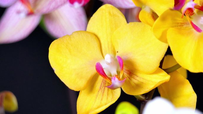 【4K】蝴蝶兰  花 盆栽花卉 植物特写