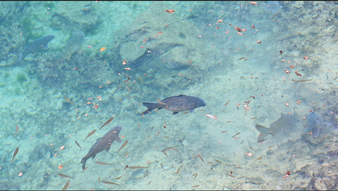 自然水域中的鱼在水中游 野生鱼 泉水鱼