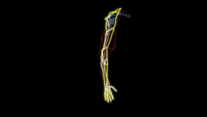 手臂动脉静脉 血液循环系统上肢上臂血管9