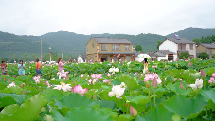 夏日荷花 美丽乡村 乡村振兴