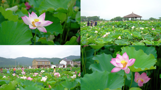 夏日荷花 美丽乡村 乡村振兴