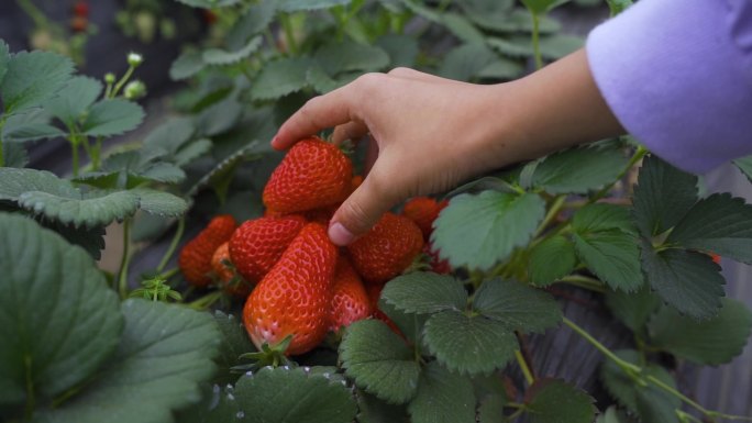 草莓  种植园里 摘草莓特写 绿色无污染