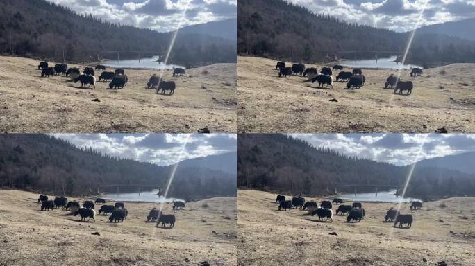 湖边上牦牛吃草