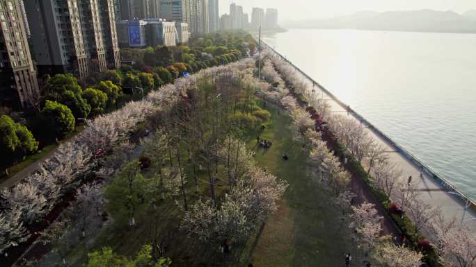 （简介有合集）杭州滨江樱花跑道