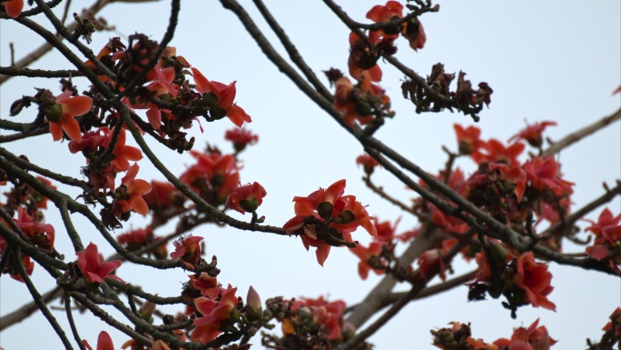 木棉花空镜