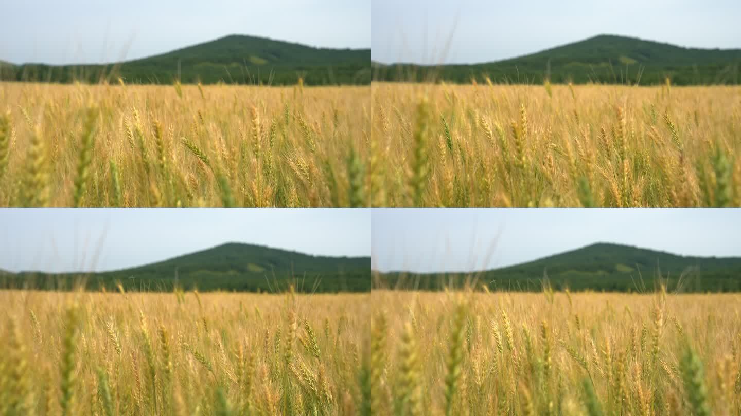小麦 麦田 风吹麦浪