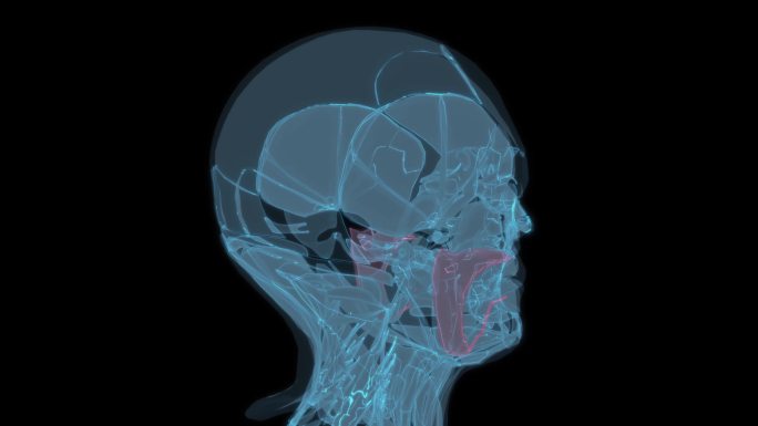 腮腺线体 腮腺炎发炎大脖子病头骨五官9