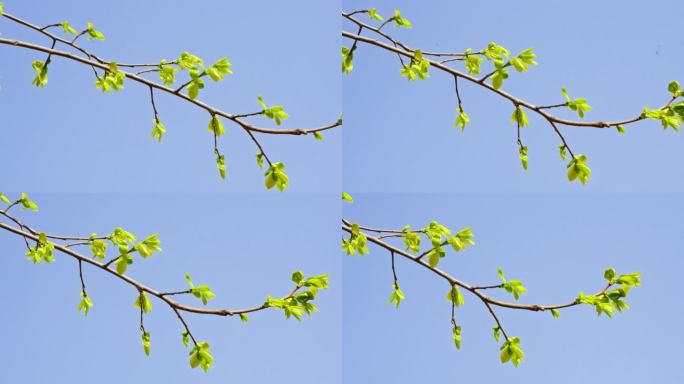 春天树枝发出嫩芽