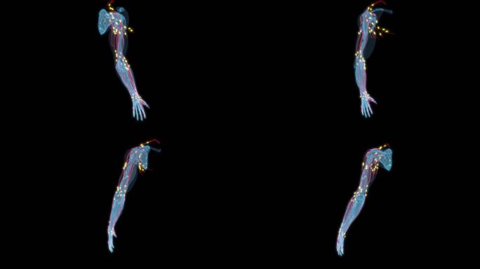 手臂淋巴系统淋巴结 免疫系统上肢上臂9