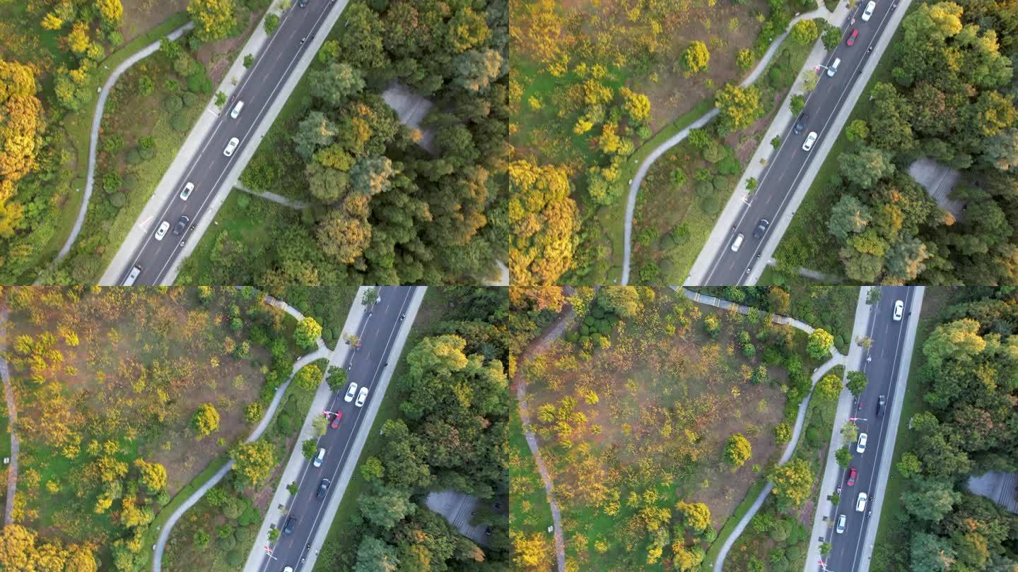 秋季森林间的公路俯拍车辆穿梭不断