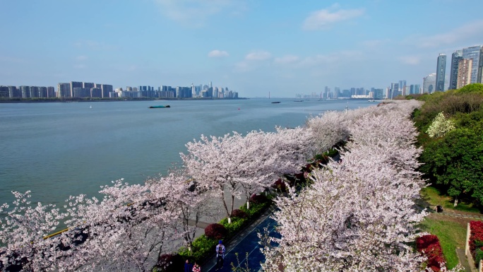 （简介有合集）杭州滨江樱花跑道