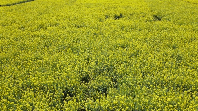 4K高清航拍油菜花