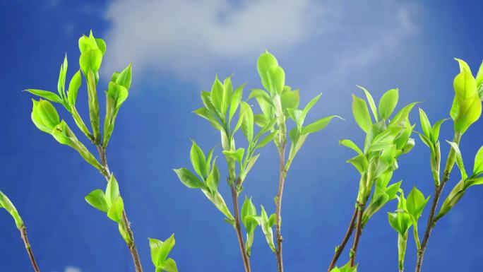 山茶树茶花树发芽延时摄影