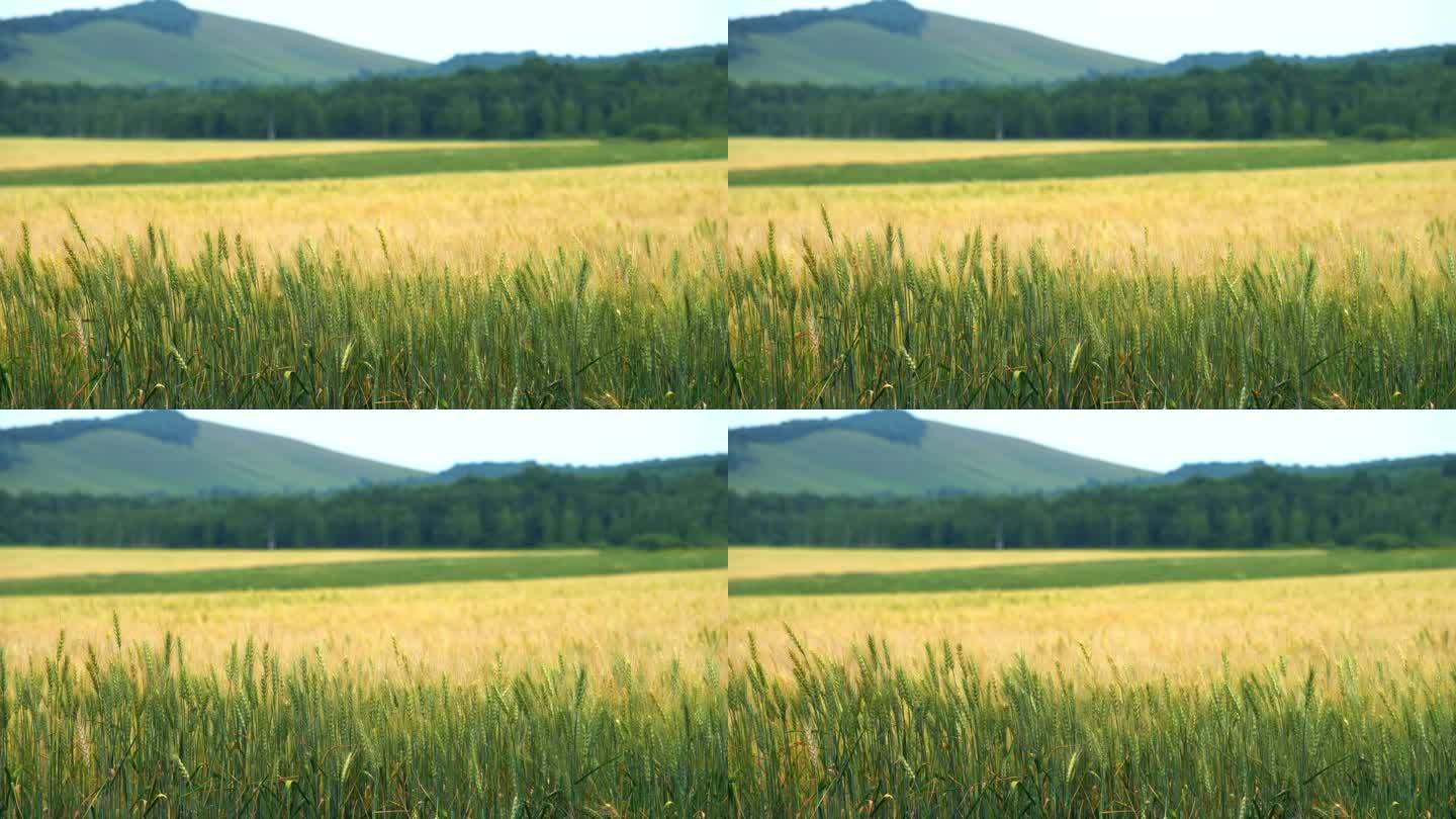 小麦 麦田 风吹麦浪