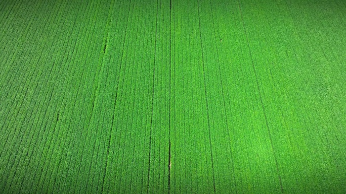 东北大豆 农田航拍