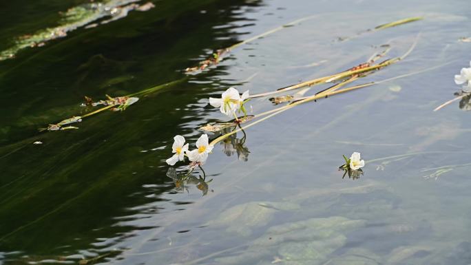 春天桂林小河中盛开的海菜花
