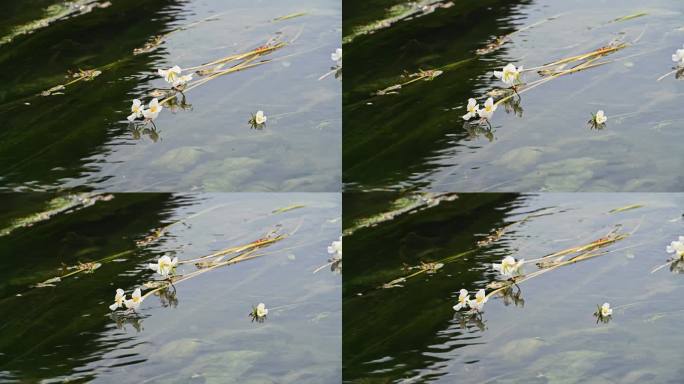 春天桂林小河中盛开的海菜花