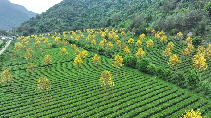 中国广东省清远市英德市石灰铺红星茶场