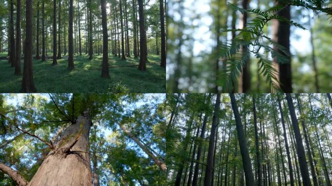 树林全景树林特写大自然森林合集4K