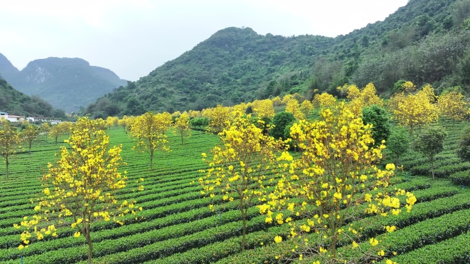 中国广东省清远市英德市石灰铺红星茶场