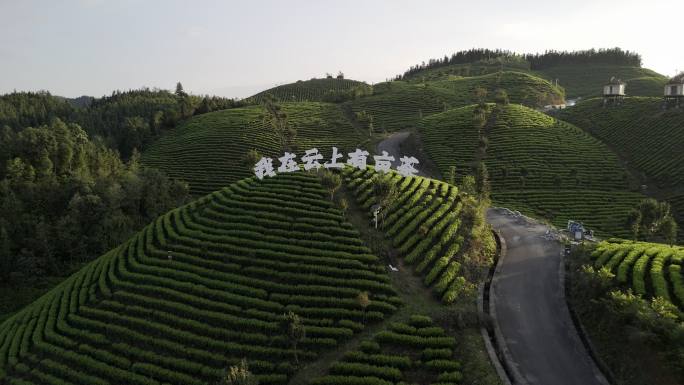 4K航拍山顶茶场云顶茶场梯田