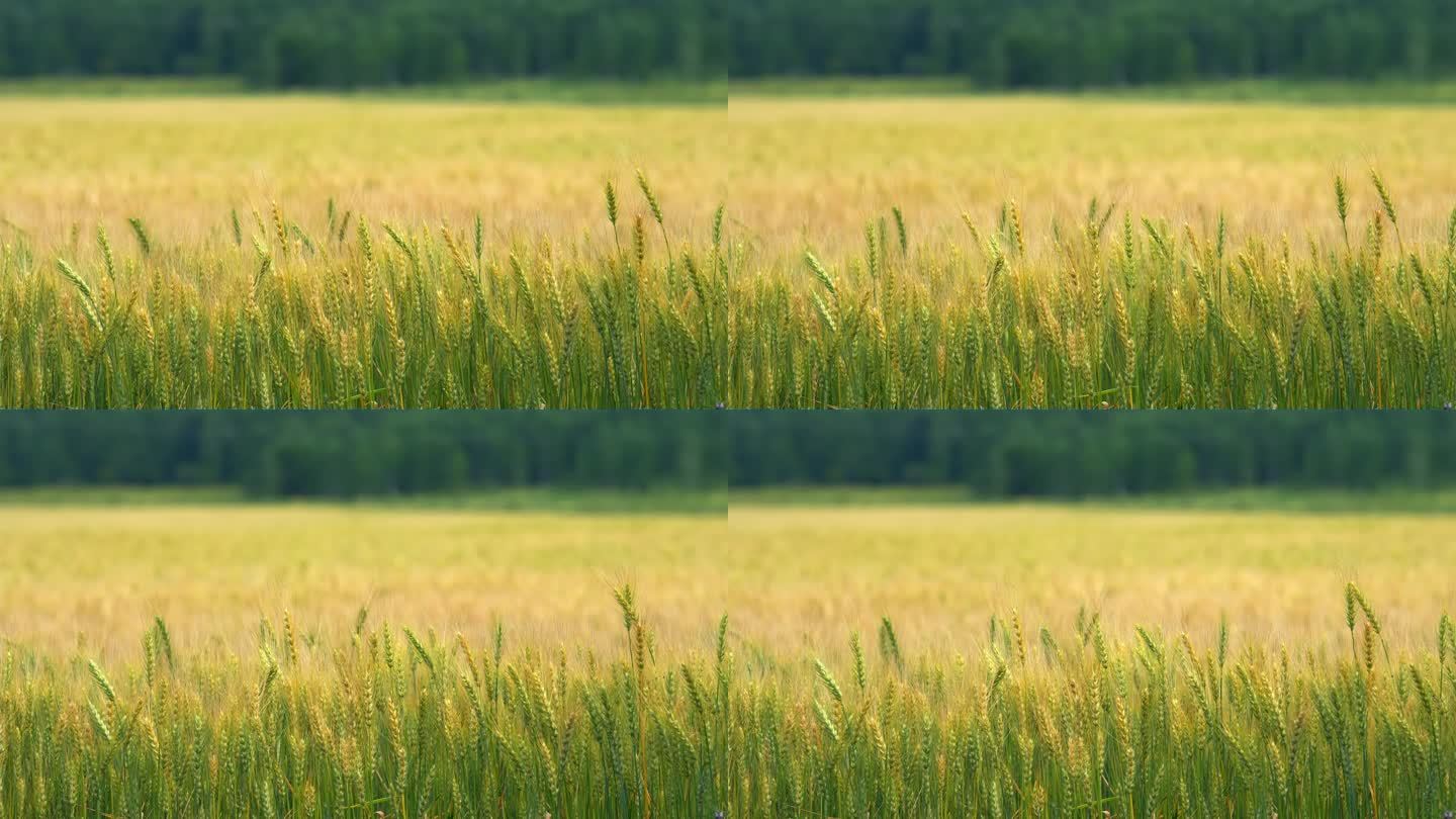 小麦 麦田 风吹麦浪