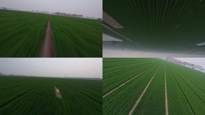 穿越机航拍麦田河南小麦灌浆农作物文旅空镜