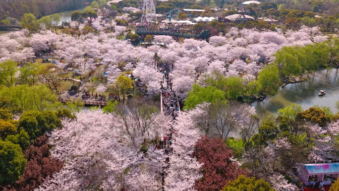 春樱花上海顾村公园航拍