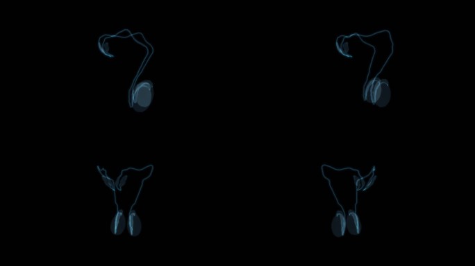 前列腺 男性生殖系统生殖器性器官睾丸9