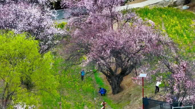 4K航拍西藏林芝嘎拉桃花村35