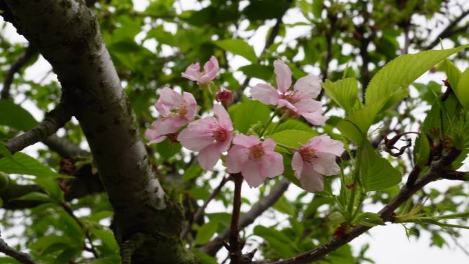 厦门大屏山樱花谷空镜