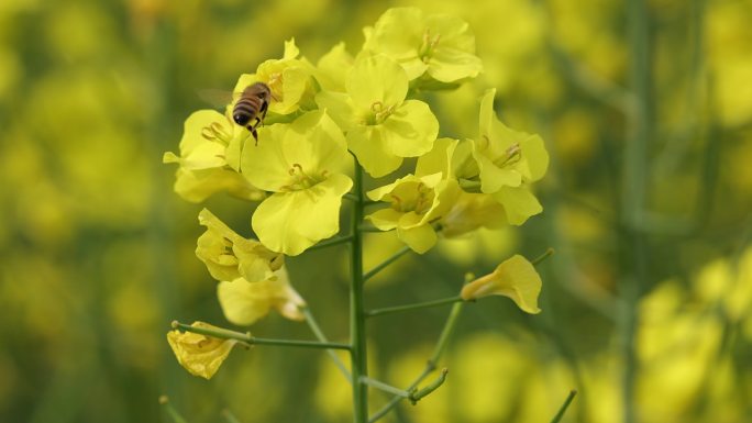 蜜蜂采花采蜜油菜花