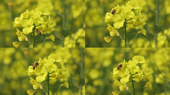 蜜蜂采花采蜜油菜花