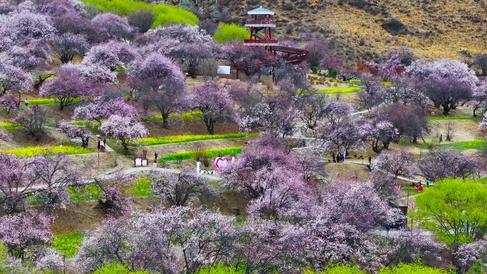 4K航拍西藏林芝嘎拉桃花村30