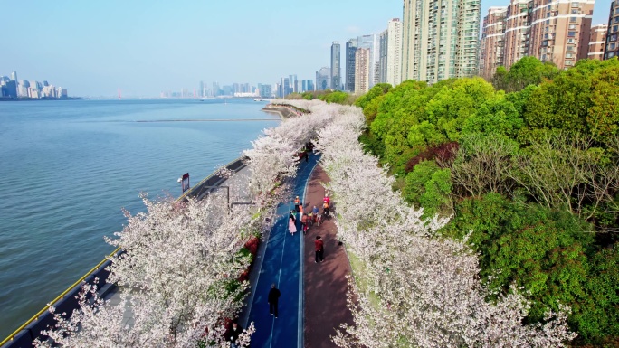 （简介有合集）杭州滨江樱花跑道