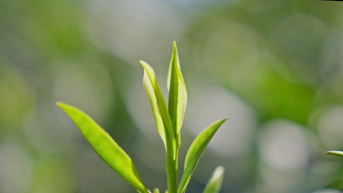 山林中采茶茶叶嫩芽一针一叶翠芽龙井茶