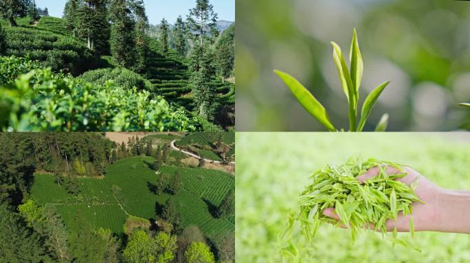 高山茶叶采茶嫩芽一针一叶翠芽龙井茶