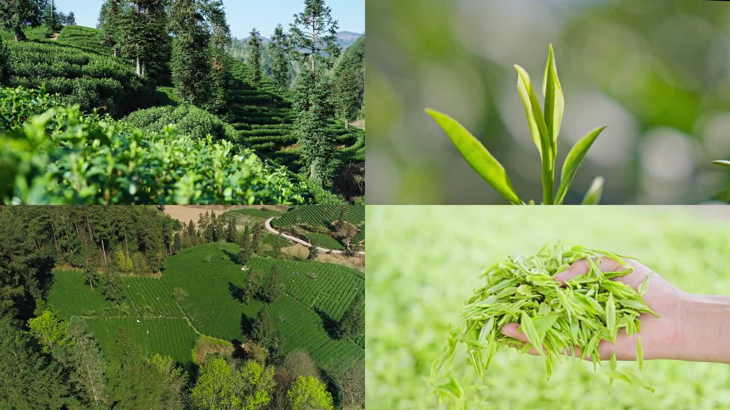 山林中采茶茶叶嫩芽一针一叶翠芽龙井茶