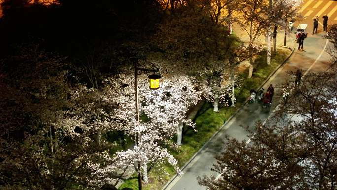 航拍鉴真路道路夜景樱花路灯