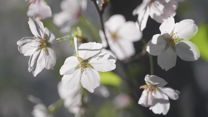 樱花特写，樱花空镜，樱花