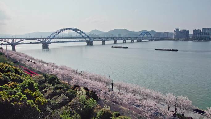 （简介有合集）杭州滨江樱花跑道