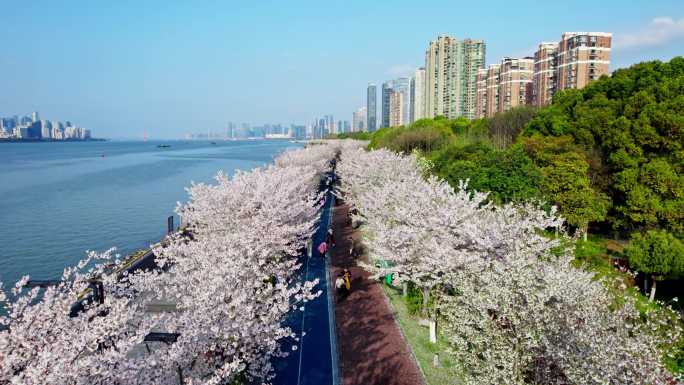 合集 杭州钱塘江樱花跑道