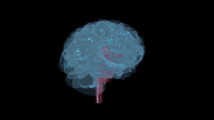 脑干丘脑 大脑小脑脑容量脑袋头部智慧9